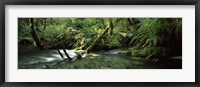 Divide Creek flowing through a forest, Hollyford River, Fiordland National Park, South Island, New Zealand Fine Art Print