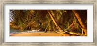 Hammock between two palm trees, Seychelles Fine Art Print
