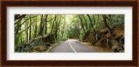 Road passing through an indigenous forest, Mahe Island, Seychelles Fine Art Print