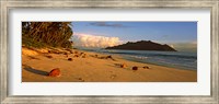 Coconuts on a palm lined beach on North Island with Silhouette Island in the background, Seychelles Fine Art Print