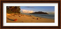 Coconuts on a palm lined beach on North Island with Silhouette Island in the background, Seychelles Fine Art Print