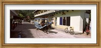 Ox-drawn cart in a street, La Digue Island, Seychelles Fine Art Print