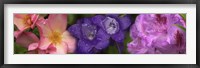 Close-up of pink and purple  flowers Fine Art Print