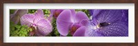 Details of violet orchid flowers Fine Art Print
