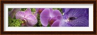 Details of violet orchid flowers Fine Art Print
