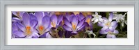 Details of purple and white  flowers Fine Art Print