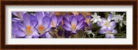 Details of purple and white  flowers Fine Art Print