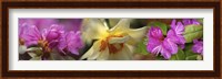 Details of pink and yellow flowers Fine Art Print