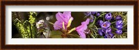 Details of early spring and crocus flowers Fine Art Print