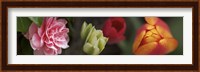 Details of Colorful Tulip Flowers Fine Art Print