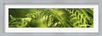 Close-up of multiple images of ferns Fine Art Print