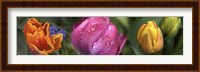 Close up of Colorful Tulips Fine Art Print