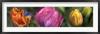 Close up of Colorful Tulips Fine Art Print