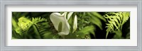 Close-up of flowers and leaves Fine Art Print