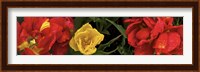 Close-up of red and yellow tulips Fine Art Print