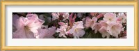 Multiple images of pink Rhododendron flowers Fine Art Print