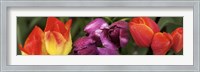Multiple images of tulip flowers Fine Art Print