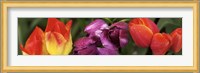 Multiple images of tulip flowers Fine Art Print