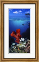 Underwater view of sea anemone and Humbug fish and Pufferfish with a scuba diver Fine Art Print