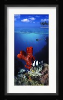 Underwater view of sea anemone and Humbug fish and Pufferfish with a scuba diver Fine Art Print