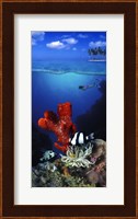 Underwater view of sea anemone and Humbug fish and Pufferfish with a scuba diver Fine Art Print
