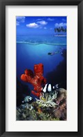 Underwater view of sea anemone and Humbug fish and Pufferfish with a scuba diver Fine Art Print
