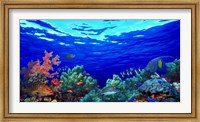 Underwater view of Pallid triggerfish, Oriental Sweetlips and Longfin bannerfish with Yellowbar Angelfish Fine Art Print