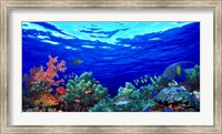 Underwater view of Pallid triggerfish, Oriental Sweetlips and Longfin bannerfish with Yellowbar Angelfish Fine Art Print