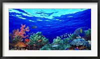 Underwater view of Pallid triggerfish, Oriental Sweetlips and Longfin bannerfish with Yellowbar Angelfish Fine Art Print