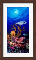 Underwater view of Bristly puffer fish (Arothron hispidus) with triggerfish and Anthias Fishes Fine Art Print