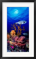 Underwater view of Bristly puffer fish (Arothron hispidus) with triggerfish and Anthias Fishes Fine Art Print