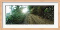 Dirt road through a forest, Chiang Mai Province, Thailand Fine Art Print