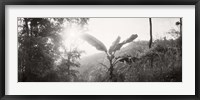 Sunlight through trees in a forest in black and white, Chiang Mai Province, Thailand Fine Art Print