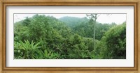 Vegetation in a forest, Chiang Mai Province, Thailand Fine Art Print