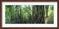 Bamboo forest, Chiang Mai, Thailand Fine Art Print