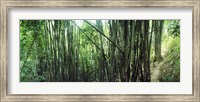 Bamboo forest, Chiang Mai, Thailand Fine Art Print