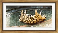 Tiger (Panthera tigris) sleeping in a tiger reserve, Tiger Kingdom, Chiang Mai, Thailand Fine Art Print