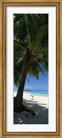 Palm tree on the beach, Aitutaki, Cook Islands Fine Art Print