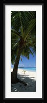 Palm tree on the beach, Aitutaki, Cook Islands Fine Art Print