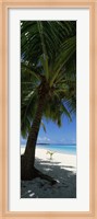 Palm tree on the beach, Aitutaki, Cook Islands Fine Art Print