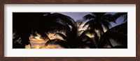Silhouette of palm trees at sunset, Aitutaki, Cook Islands Fine Art Print