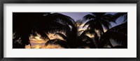 Silhouette of palm trees at sunset, Aitutaki, Cook Islands Fine Art Print