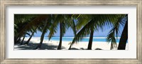 Palm trees on the beach, Aitutaki, Cook Islands Fine Art Print