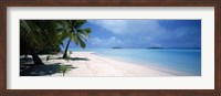 Palm trees on the beach, Tapuaetai, Aitutaki, Cook Islands Fine Art Print