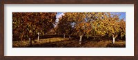 Almond Trees during autumn in an orchard, California, USA Fine Art Print
