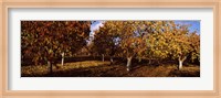 Almond Trees during autumn in an orchard, California, USA Fine Art Print