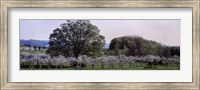 Cherry trees in an Orchard, Michigan, USA Fine Art Print