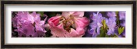 Colorful rhododendrons flowers Fine Art Print