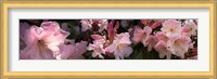 Close-up of pink rhododendron flowers Fine Art Print