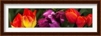 Close-up of tulip flowers Fine Art Print